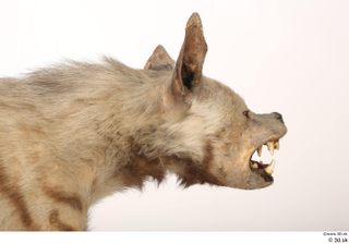 Striped Hyena Hyaena hyaena head mouth neck 0001.jpg